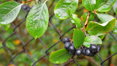 De deilige bærene er svært tilgjengelige. Kanskje har du noen i nabolaget? Foto: Creative Commons/utroja0