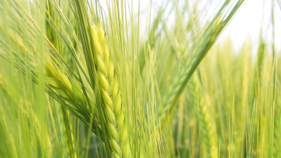 Mer bygg kan bidra til verdens matsikkerhet Mer bygg kan bidra til verdens matsikkerhet
