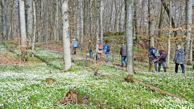 Vi vandrer langs hvitveisstier i historiske "Gullkrona"