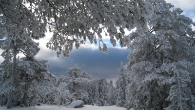 Nyt julefreden både med og utan snø. Foto: Rønnaug Børresen. 