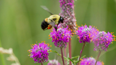 En humle pollinerer en kløver Dalea Purpurea. Foto: NPS Foto av Erin Anfinson