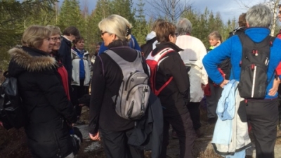 vårkveld i skogen