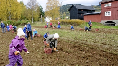 Potetprosjekt på Jørstadmoen skole