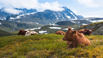 Ku på beite. Foto: Shutterstock