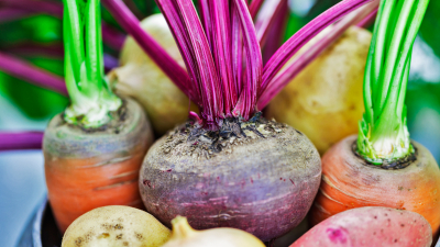 Rotgrønsaker og beter har eit høgt innhald av fiber som gjer dei gode og mettande. Foto: shutterstock