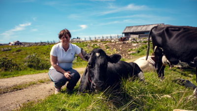 Forskere har funnet at plantene og urtene beitedyra spiser på fjellet bidrar til høyt innhold av gunstige fettsyrer, antioksidanter og vitaminer, og at smaken påvirkes i melk og kjøtt. Hvilke muligheter gir disse funnene  for den norske seterdrifta? Foto: Bård Gundersen/Meny