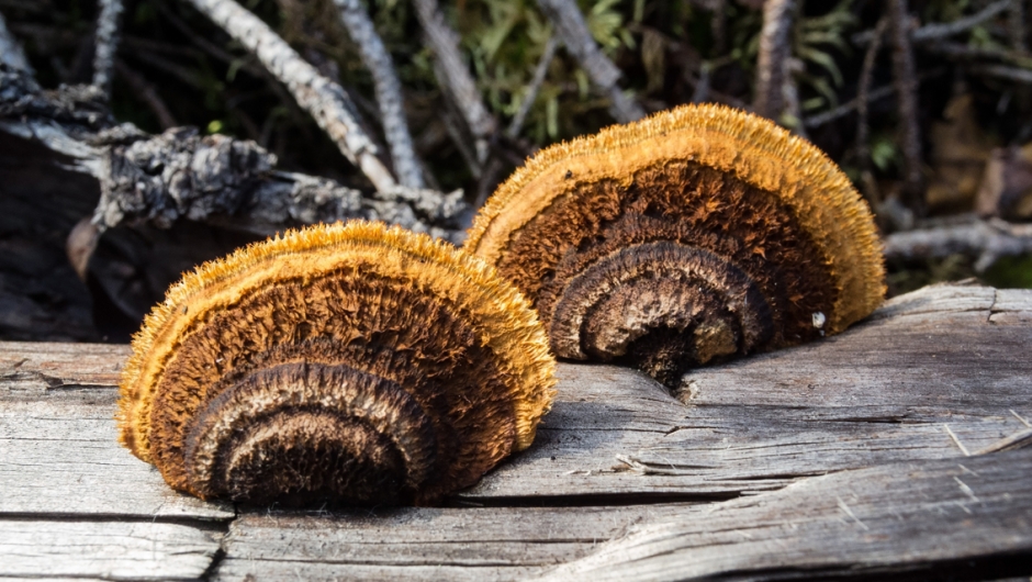 Bildet tatt av Ingun Maritt Orderud Bildet tatt av Ingun Maritt Orderud - tre sopp på gammelt tre
