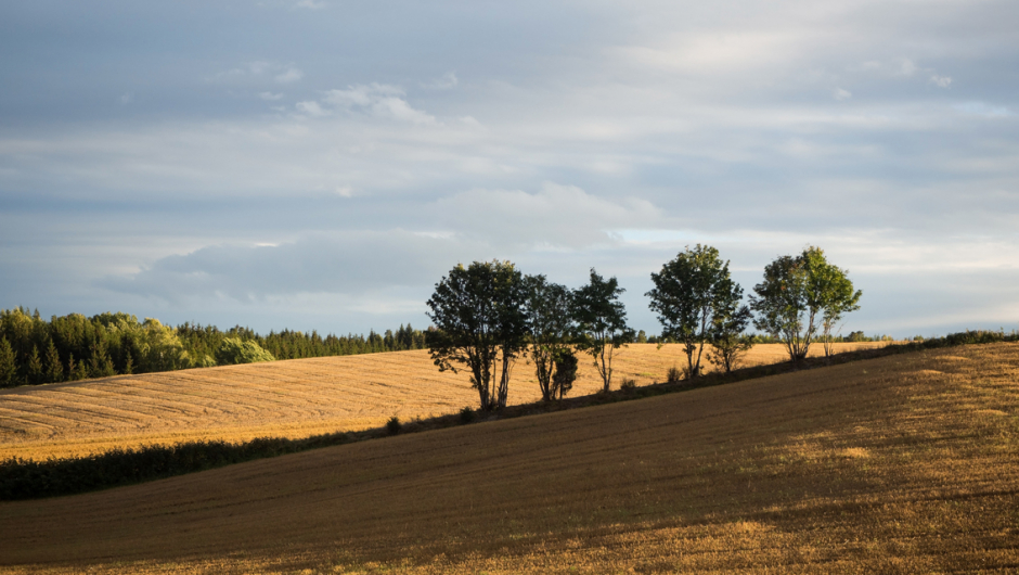 Bildet tatt av Ingun Maritt Orderud Bildet tatt av Ingun Maritt Orderud - åker