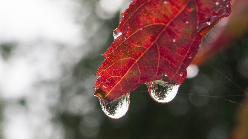 Bildet tatt av Ingun Maritt Orderud Bildet tatt av Ingun Maritt Orderud - blad med dråper av regm