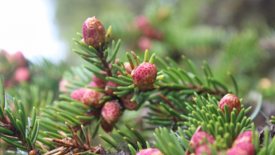 Fin farge på konglene! Fin farge på konglene!