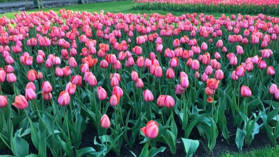 Tulipaner i full flor