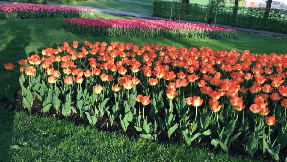 Tulipaner i full flor