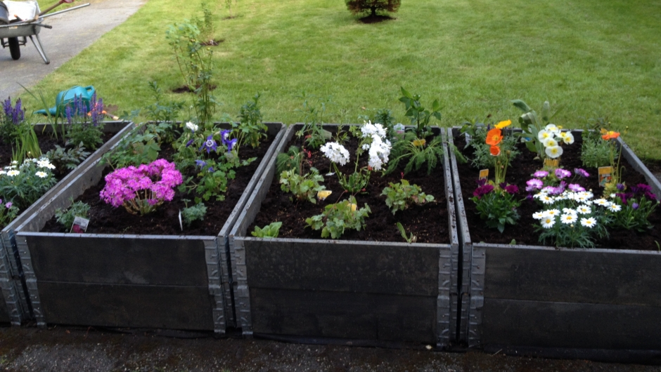 Dugnad - Staudebedet i pallekasser. Dugnad - Staudebedet i pallekasser.