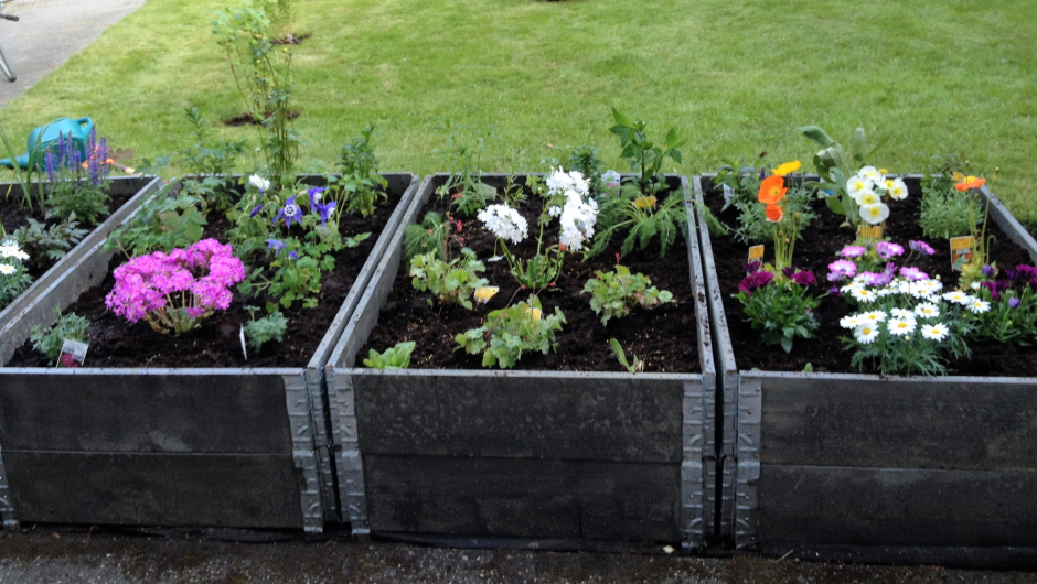 Staudebedet nyplanta i pallekasser Staudebedet nyplanta i pallekasser