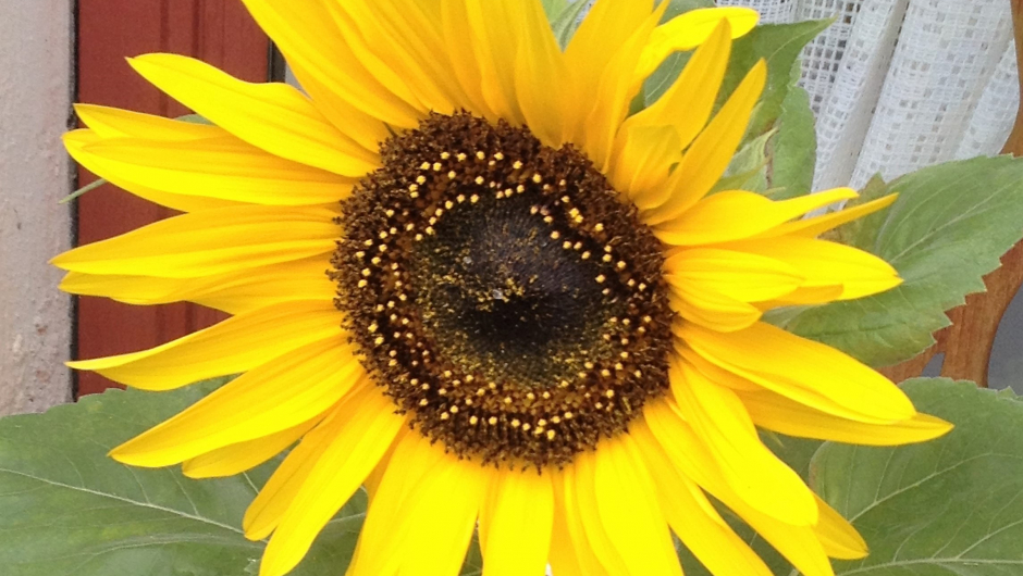 Solsikke som barnehagen hadde sådd ! Solsikke som barnehagen hadde sådd !