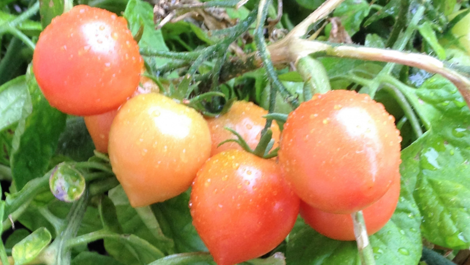 Flotte tomatar heile sommaren ! Flotte tomatar heile sommaren !