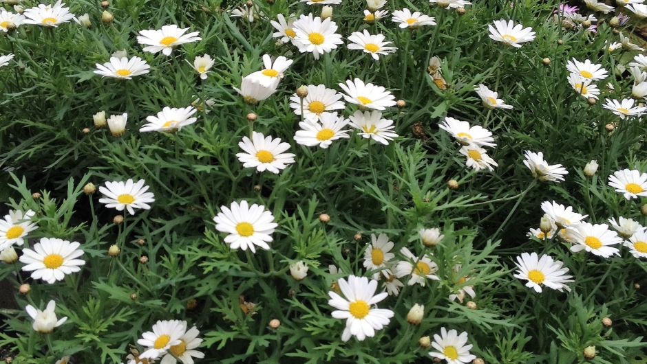 Blomsterike marguerittar ! Blomsterike marguerittar !