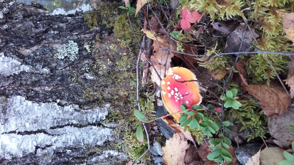 Ikke alt er spiselig....