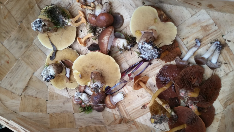 Innhold til kurven - noen fant flere!