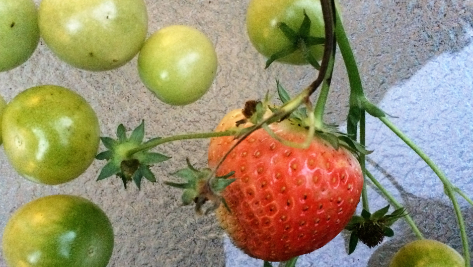 Jordbær og tomat plukka 20. oktober Jordbær og tomat plukka 20. oktober