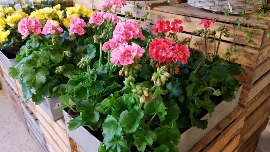 Noen sorter med pelargoniaer fra gartneriet Noen sorter med pelargoniaer fra gartneriet