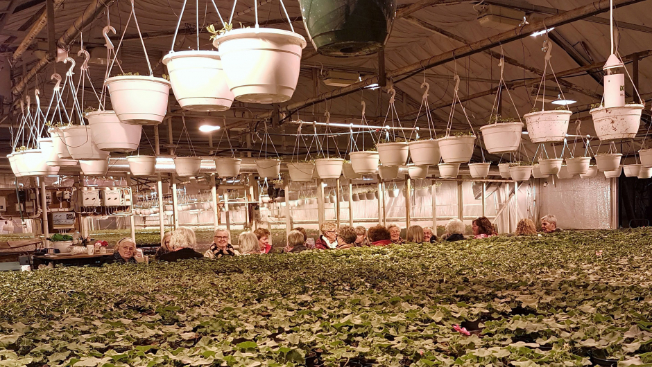 Midt blant pelargoniaen dukker bygde damene opp Midt blant pelargoniaen dukker bygde damene opp