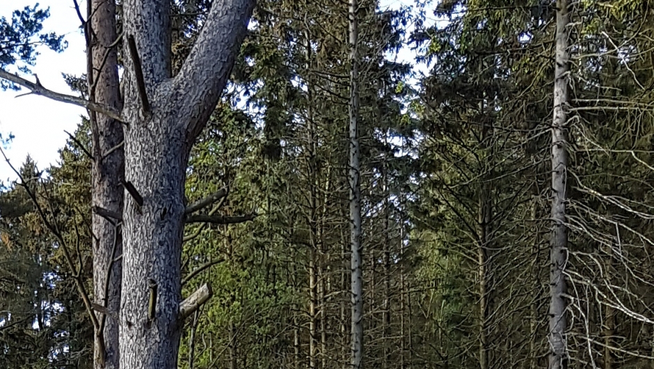 Gode turforhold i Vagleskogen Sammen med aktive bygdekvinner får du gode opplevelser i Vagleskogen.