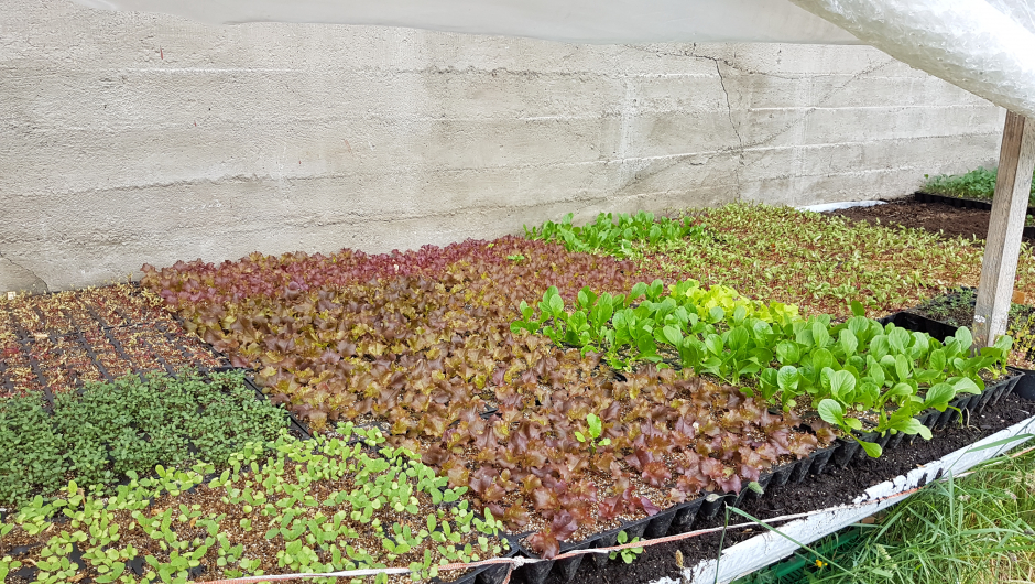 Mykje grønt og godt som skal plantast ut foto: Aud-Marit Netteland Mykje grønt og godt som skal plantast ut foto: Aud-Marit Netteland