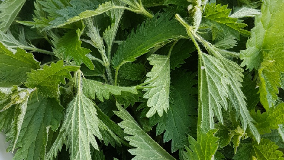 Brennenesle ble plukket for å kunne servere "breinnhuttusup". Foto: IHK