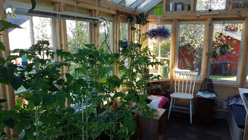 Tomatplantene vokser godt. Foto: IHK