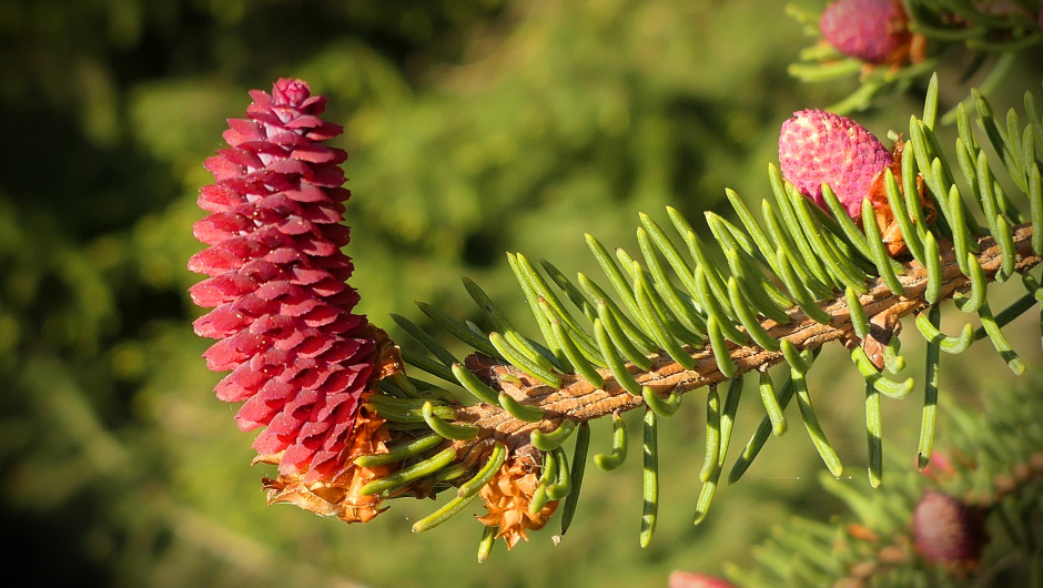 Mykje å sjå i naturen om våren