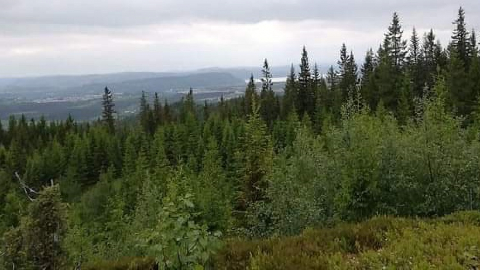 Utsikt til Trondheimsfjorden fra Sæteråsen