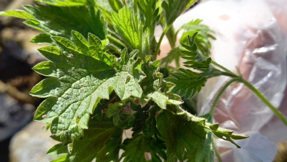 Ville vekster - brennesle