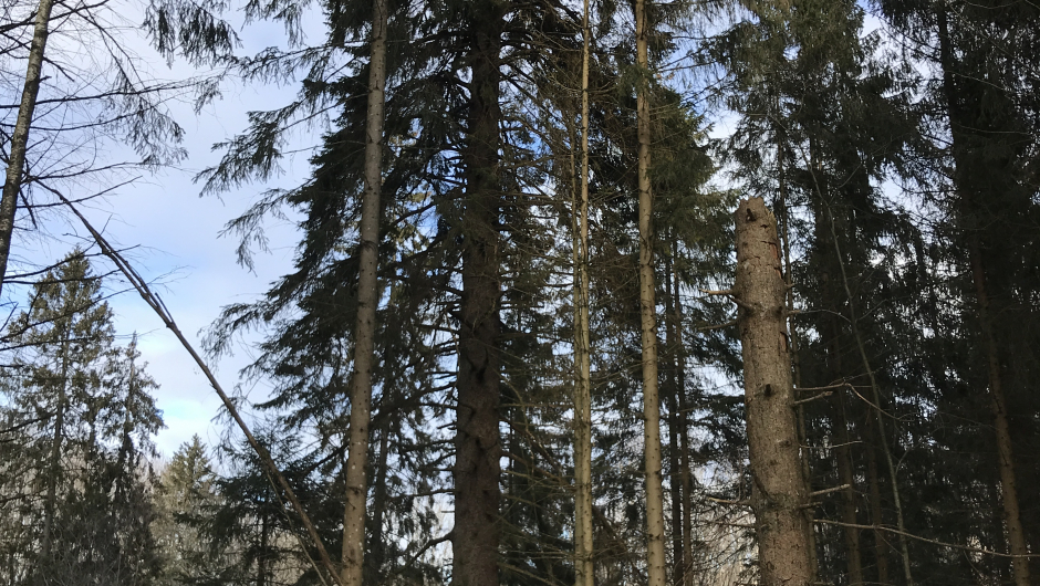 Innom Grøumgrana i Undrumsdal