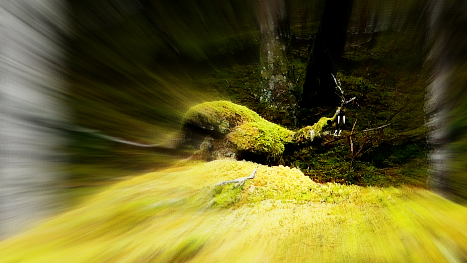 - litt av kvart å sjå langs stien