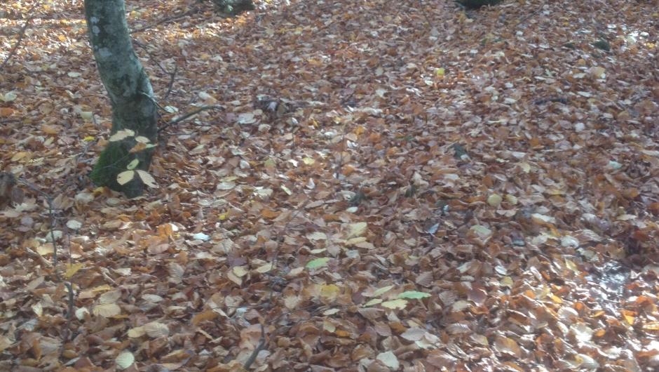 Så flott i bøkeskogen!