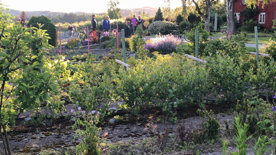 Her stod det et veksthus før i tida - nå har Brit rekke på rekke med urter, blomster, busker og spiselig grønt i de gamle såbeddene