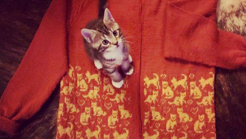 Kattunge på kattejakka :) Strikka av Laila