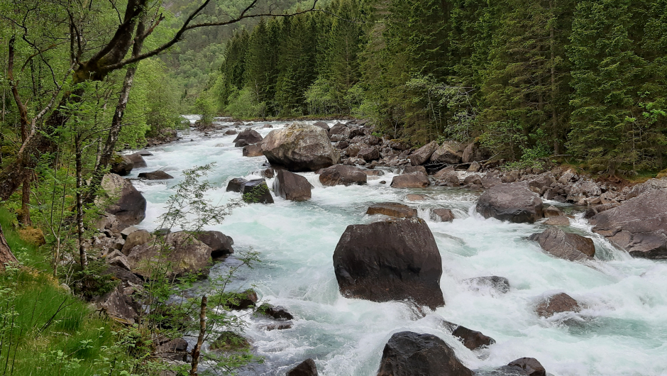 Ein av ettermiddagsturane gjekk langs Kinso frå Kinsarvik til kraftstasjonen