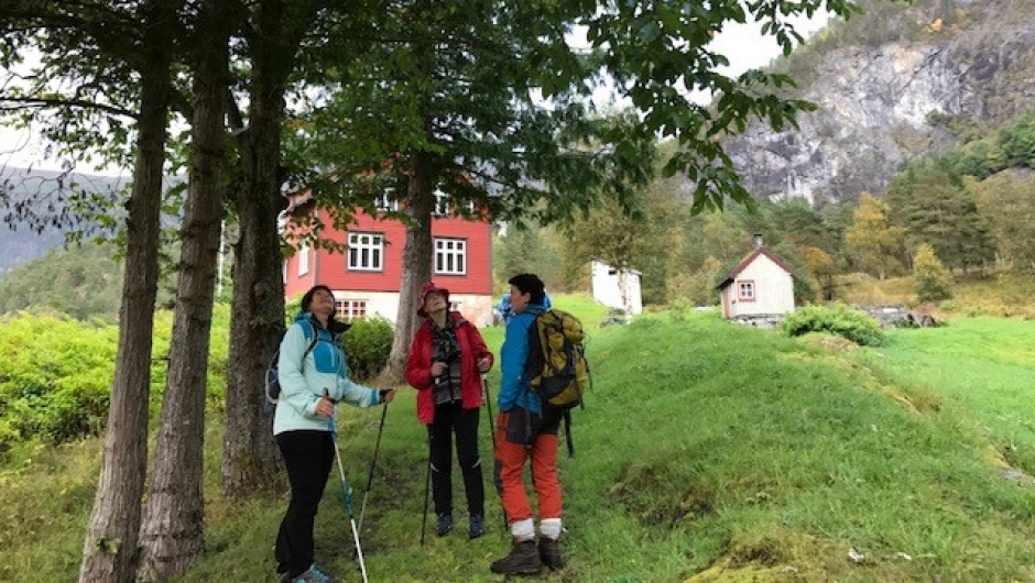 Cedertrealle planta av frø frå Amerika for ca 100 år sidan Cedertrealle planta av frø frå Amerika for ca 100 år sidan