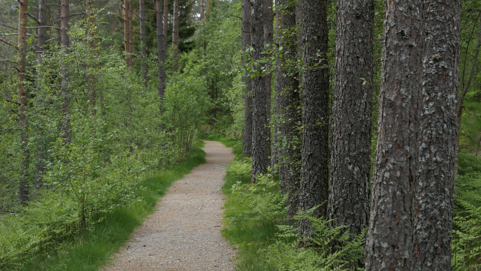 - på stien som eigentleg vart bygd som jernbaneline for omtrent 100 år sidan