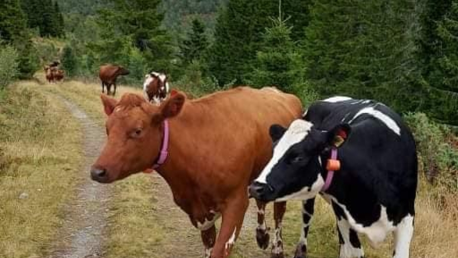 Kyr på veg heim frå fjellet.
