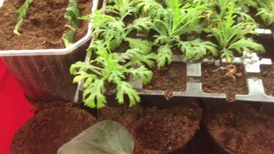 Vi tok stiklinger av disse maegerittene. Da ble hver plante til to!