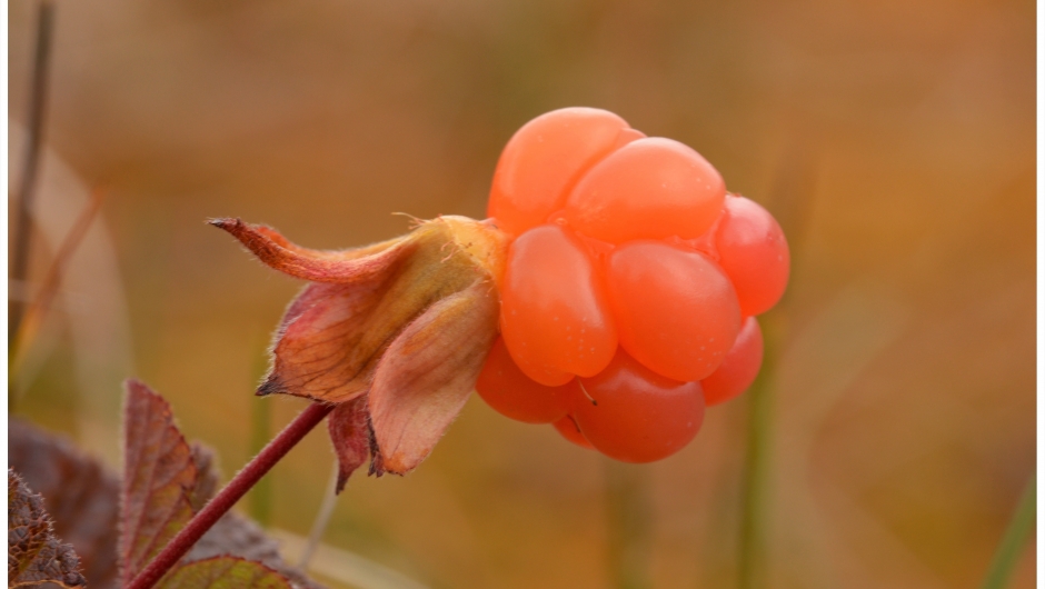 Copyright foto: Kari E. Ask Copyright foto: Kari E. Ask