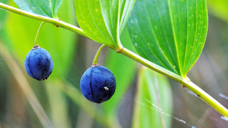 Copyright foto: Kari E. Ask Copyright foto: Kari E. Ask