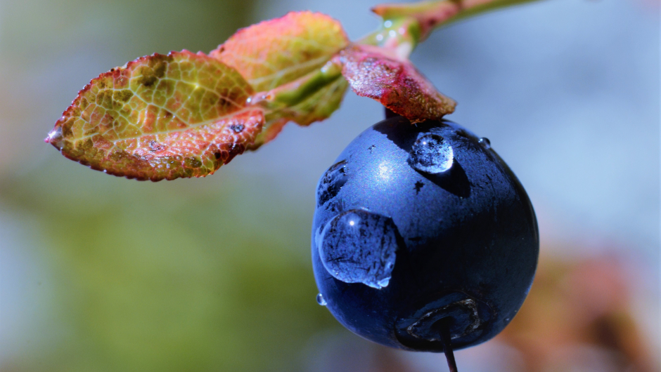 Copyright foto: Kari E. Ask Copyright foto: Kari E. Ask