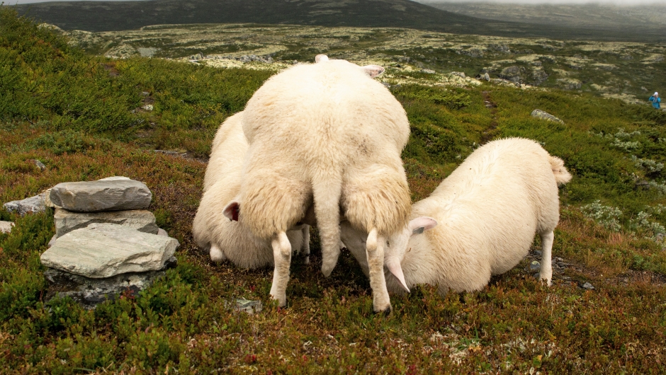 Copyright foto: Kari E. Ask Copyright foto: Kari E. Ask