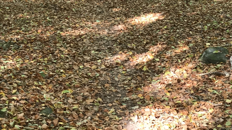 Bøkeskogbunn…..🍂