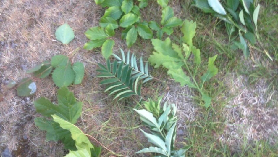 Noen av bladene vi fant.