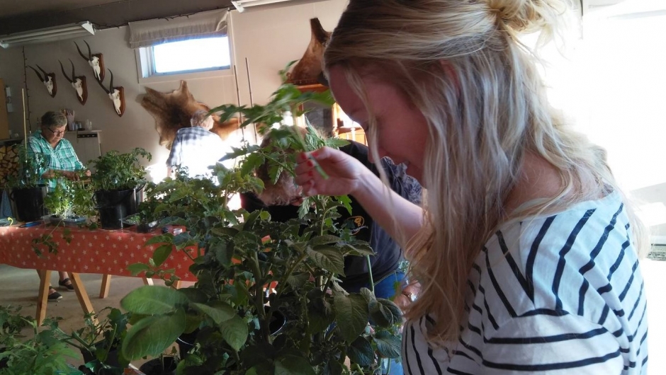 Forberedelse til poding Forberedelse til poding